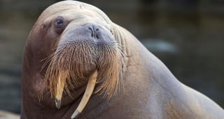 Entree Dolfinarium voor €14,50 bij Dolfinarium