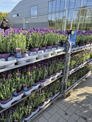 Plantjes markt bij de Lidl, plantjes vanaf 0,99 euro