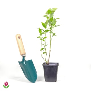 Myrtillier Giant Patriot (Vaccinium corymbosum) à 9,99€ chez Willemse