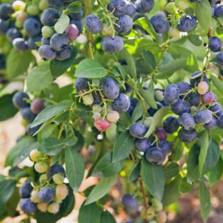 Myrtillier Giant Patriot (Vaccinium corymbosum) à 9,99€ chez Willemse