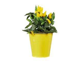 Peperplantje voor €2,89 bij de Lidl