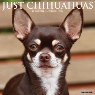 Chihuahua Kalender 2026 voor €3,99 bij bol.com