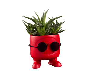 Vetplant in summer look voor €2,99 bij Lidl