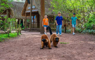 Apenheul-ticket voor €19,50 bij Tripper