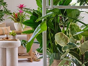 20% korting op kamerplanten en potten bij Intratuin