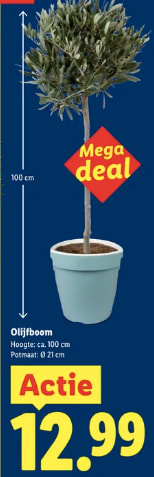 Olijfboom van ca 100cm voor €12,99 bij de Lidl