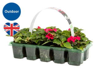 British Bedding Plants Pack of 10 £1.99 at Lidl
