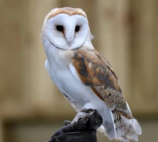 Cornish Birds of Prey Family Pass for £10