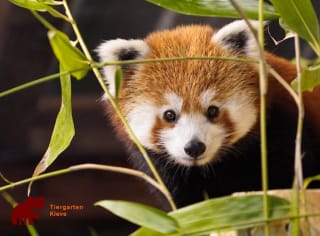 €2,50 korting op alle Dierentuin-uitjes via Tripper