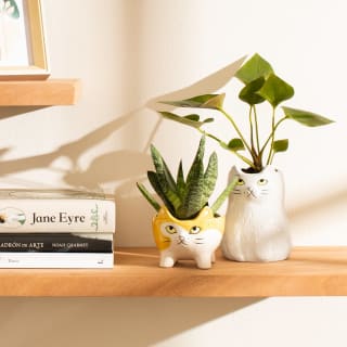Maceta de cerámica gato 10.5x9 cm Rebaja $3.490 en Casa Ideas, Chile