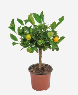 Plante méditerranéenne Gardenline - Variétés au choix à 10,99€