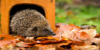 Gratis egelhuispakket aan te vragen via Natuurmonumenten.