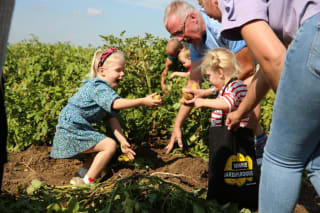 Nationale Aardappelrooidag: gratis dagje uit en aardappels