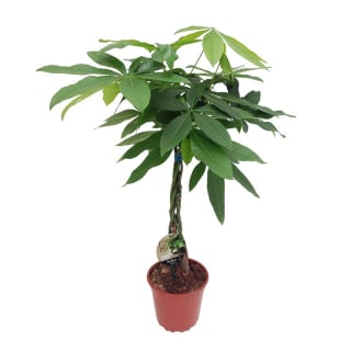 Pachira aquatica tige tressée H80 cm pot D19 cm pour 19,99€ chez Truffaut