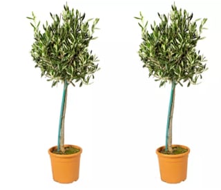 Lot de 2 Oliviers Européens à 23,99€