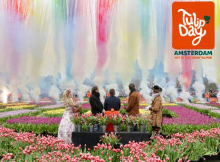 Gratis bos tulpen plukken op het Museumplein in Amsterdam op 17 januari