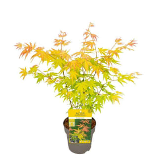 Acer Erable du Japon (pot Ø15 cm) pour 10,99€ chez Truffaut