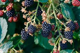 British Blackberries 200g £0.99