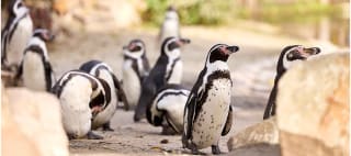 50% korting op dierentuintickets in september bij VriendenLoterij