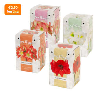 Amaryllisbol in doosje voor €0,49 bij de AH