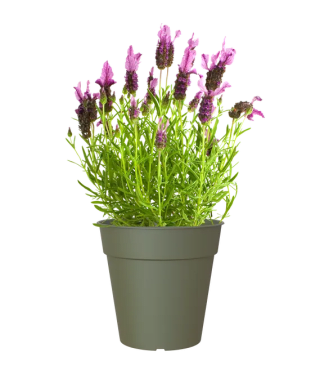 Macetas para plantas desde solo 0.51€ + envío gratis y también los platos por 0.51€