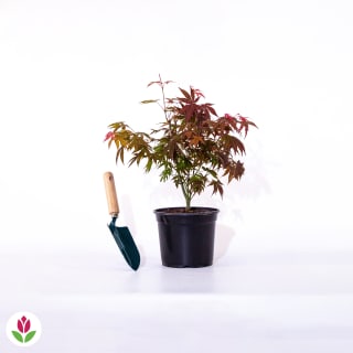 Erable du Japon Shaina pour 10,79€ chez Willemse