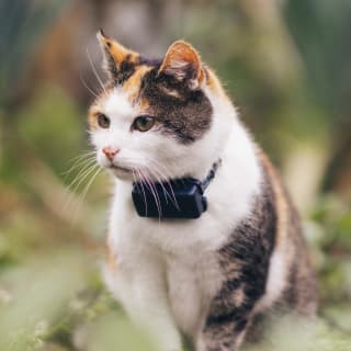 30% korting op tractive gps tracker voor honden en katten