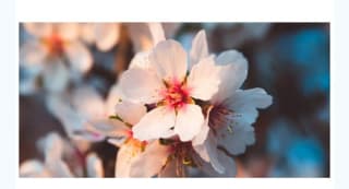 Otoño y almendros en Mallorca 6 dias con Vuelos desde 299€.