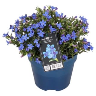 Plantjesmarkt bij de Praxis