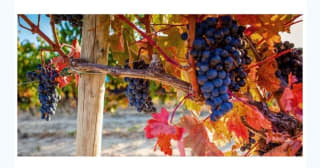 Escapada entre viñedos a la Rioja desde 88€ para 2 personas