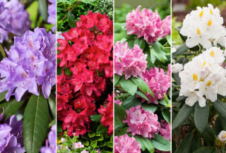 Set van 3 Rhododendron struiken voor €29,95 bij Outspot
