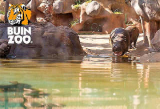 Entrada para Buin Zoo para Adulto Martes a Viernes