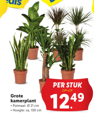 Diverse Grote Kamerplanten van ca 130cm voor €12,49 bij de LIDL