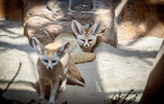 Entreeticket Mappa Mundia in Avonturia voor €4,95 via Tripper