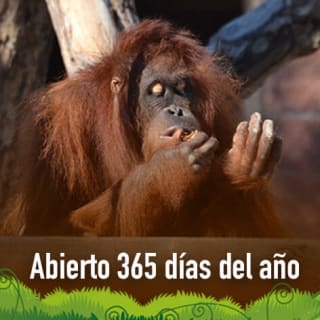 Especial día del padre, papá entra gratis, leer condiciones