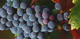 Salamanca 3 días entre vinos por 299€ para 2 personas.