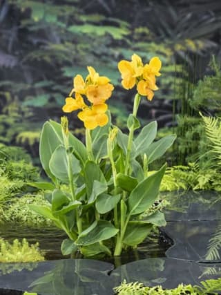 3x2 en plantas acuáticas en FRONDA