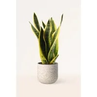 Planta natural Sansevieria Trifasciata 50/60cm por 13,49€