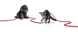 Gratis Kit bienvenida para tu nueva mascota + cupón descuento de 15€ en Royal Canin