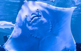 Sea Life Blankenberge ticket voor €15,60 via Tripper