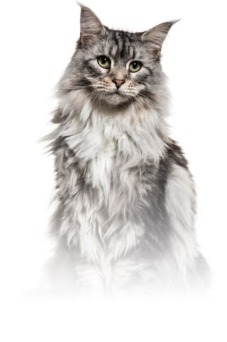 Gratis BF Petfood probeerpakket Kat