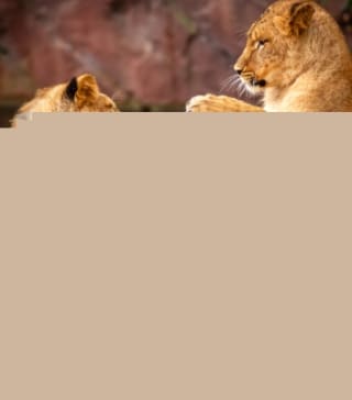 Dierentuin tickets voor €18,50 via Hema