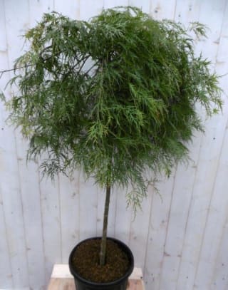 Japanse esdoorn (stam 80cm) voor €26,96 via Bol