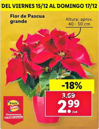 Flor de Pascua grande 40-50cm por solo 2,99€ en Lidl