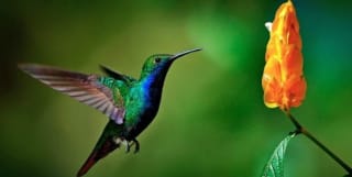 Costa Rica 10 dias desde 1599€ por persona.