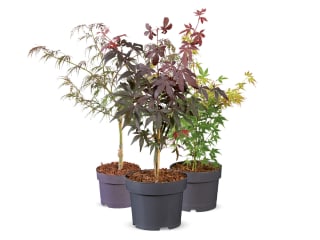 Japanse esdoorn (Acer Palmatum) voor €7,49 bij de Lidl
