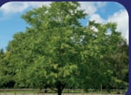 Gratis bomen voor inwoners van de gemeente Roerdalen in Limburg