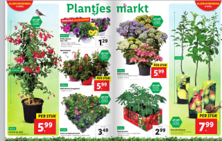 Plantjes markt met bv perkplatjes voor €1,29 per tray bij de Lidl