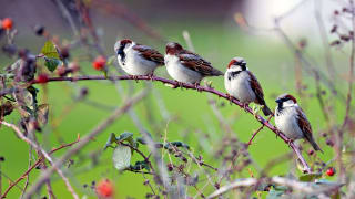 Gratis Tijdschrift Vogels via Vogelbescherming