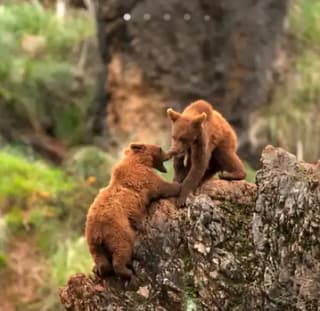 2 Noches Hotel y entradas Parque Cabárceno desde 51€/persona